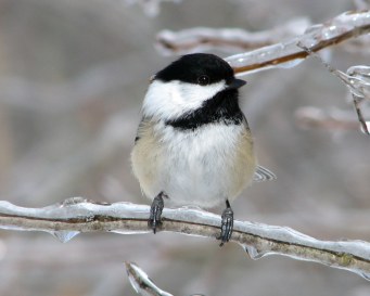 Photo credit: blog.newenglandbirdhouse.com