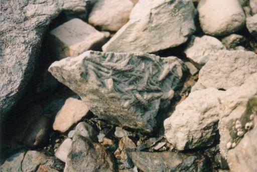 Fossils lying around at Blue Beach