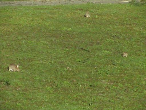 There were bunnies everywhere! Seen from our hotel window