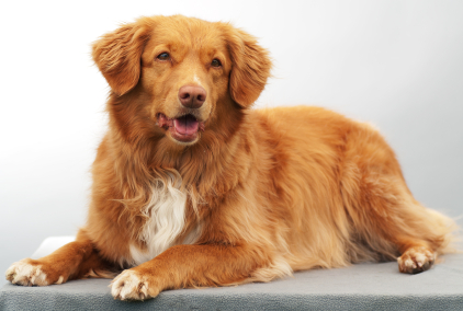 Nova Scotia Duck Tolling Retriever (Photo: oliverspetcare.com)