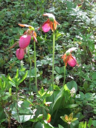 Lady's Slippers