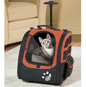 My next office accessory? (Photo: drsfostersmith.com)