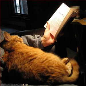 Cat Book