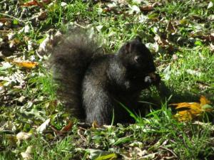 Ubiquitous black city squirrel