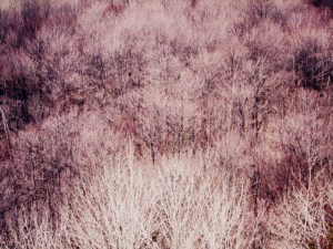 Photo via 1217-09@flickr