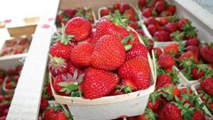 Photo Credit: http://thechronicleherald.ca/business/110845-a-berry-long-season