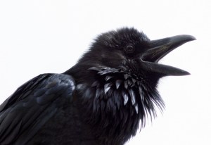 Quoth the Raven Nevermore // Photo: Doug Brown, Flickr Creative Commons via Audubon