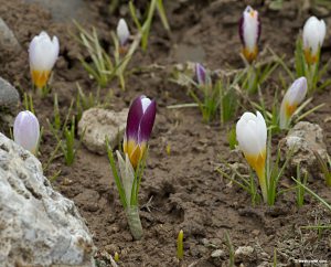 My crocuses are out about THIS far! Photo: west crete