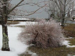 Trees laden with ice after freezing rain March 30