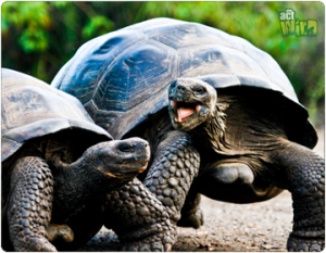 Photo by Nardine Groch at actwild.org.au