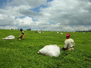 Tea picking in Kericho, Kenya - evidently not shade-grown! (Photo: wikipedia)