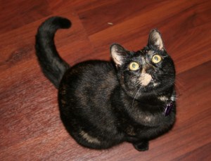 If you are not afraid of my black cat, you should be - she will bite and scratch!