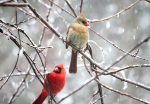 Not my photo! From gallery hip (not a recommended site  - suspicious!)