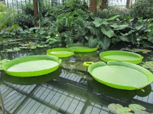 Lily pads as big as wading pools