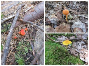 Cute mushrooms seen during hike