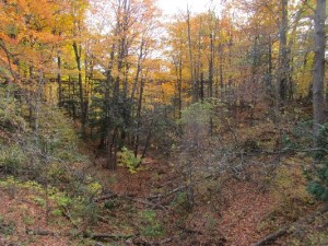 The smell of these crunchy leaves was divine!