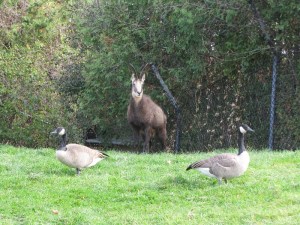 I love how the local pest species (Canada Geese) just inserted themselves at the zoo! The animal at the centre is a chamois