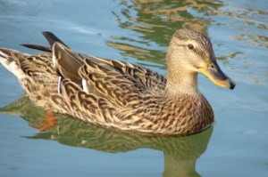 Photo: David R. Tribble via wikimedia commons