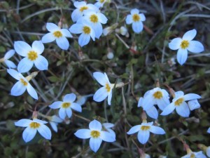 Bluets