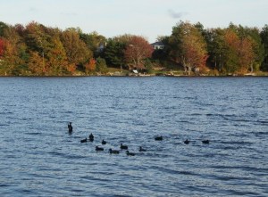 Earlier Fall with a few ducks