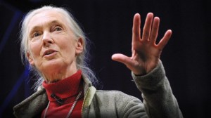 Jane Goodall (photo: TED.com)