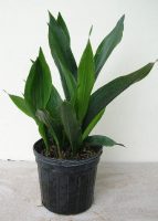 aspidistra