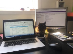 Cat sitting between computer monitors on desk