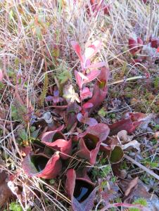 Carnivorous purple pitcher plant - looks like red tubes filled with water - to drown insects